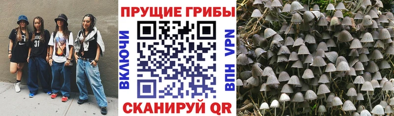 Псилоцибиновые грибы Cubensis Ялуторовск